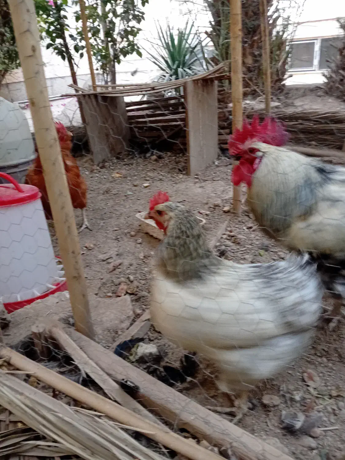 خروس و مرغ|حیوانات مزرعه|قم, باجک یک|دیوار