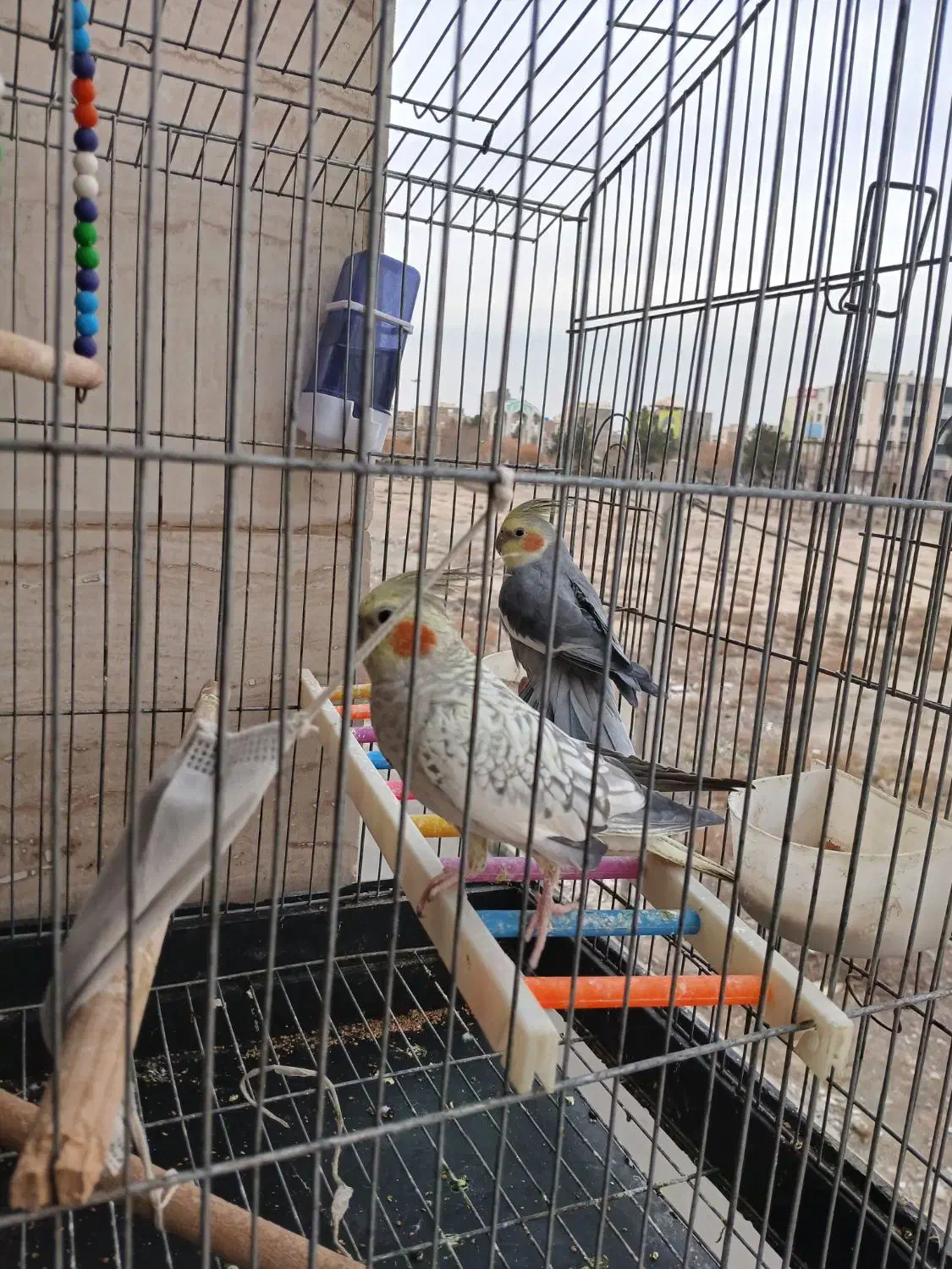 پرنده|پرنده|رباط‌کریم, رباط‌کریم|دیوار