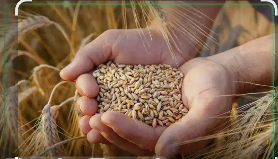 گندم|خدمات باغبانی و درختکاری|دینور, |دیوار