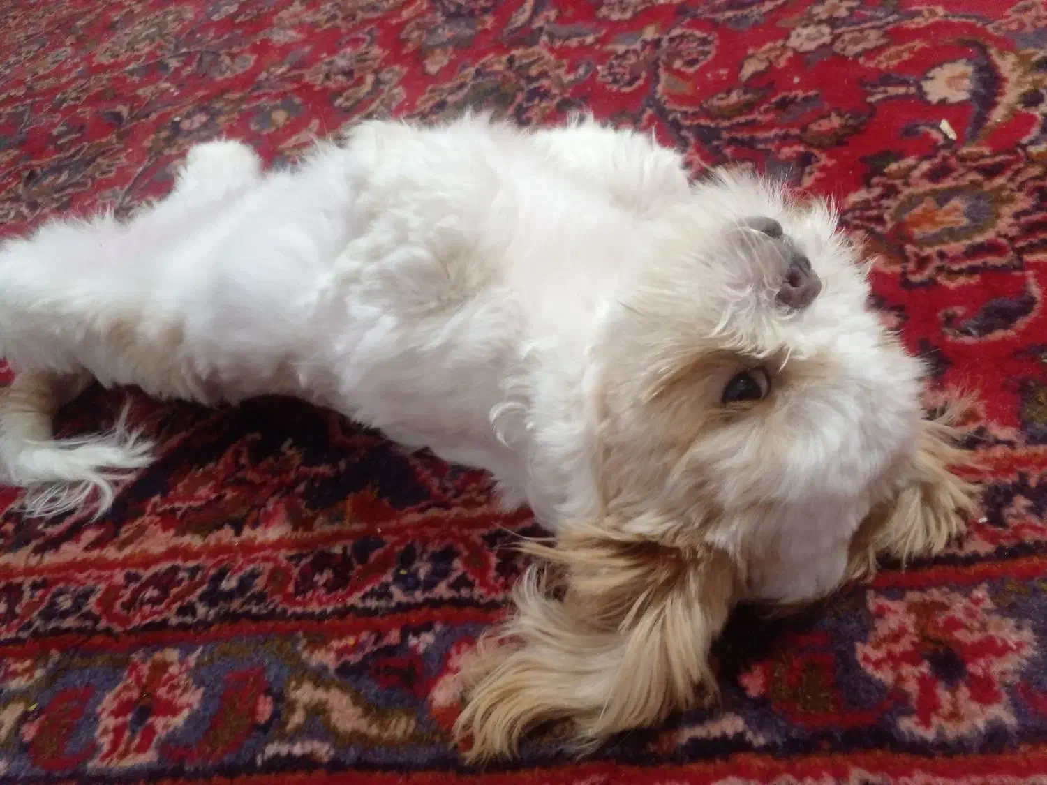 یک جفت شیتزو فلت عروسکی|سگ|دماوند, دماوند|دیوار