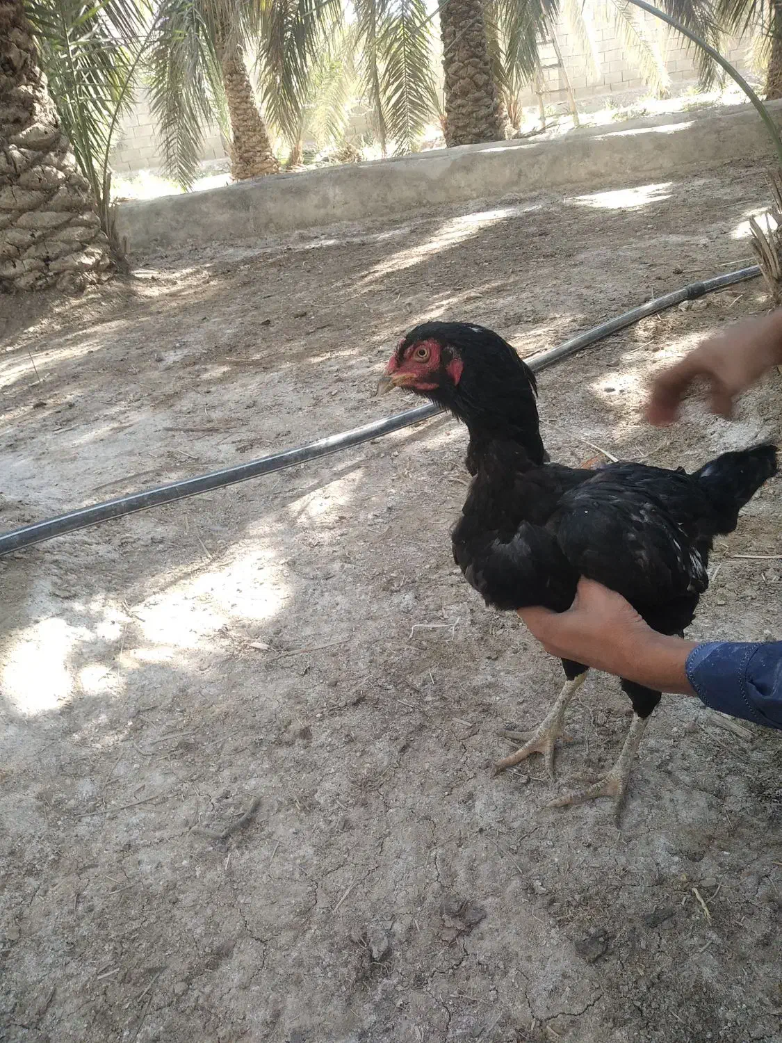 ماکیان|حیوانات مزرعه|سراوان, |دیوار