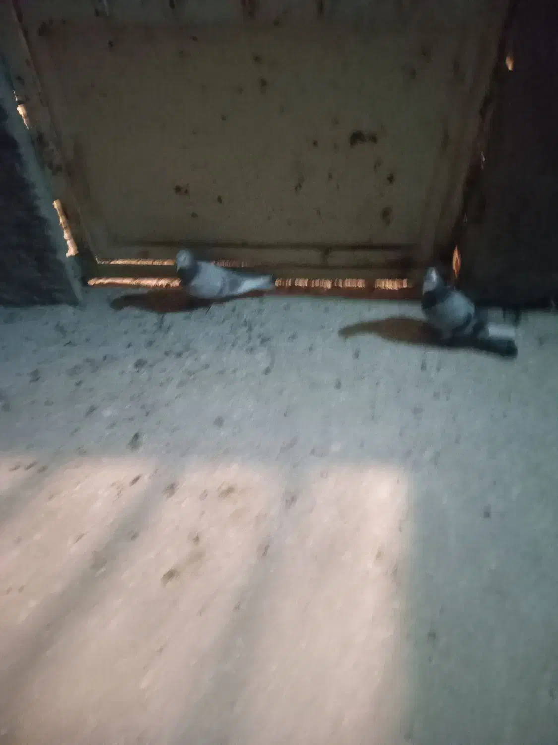 جوجه تهرونی|پرنده|خمینی‌شهر, |دیوار