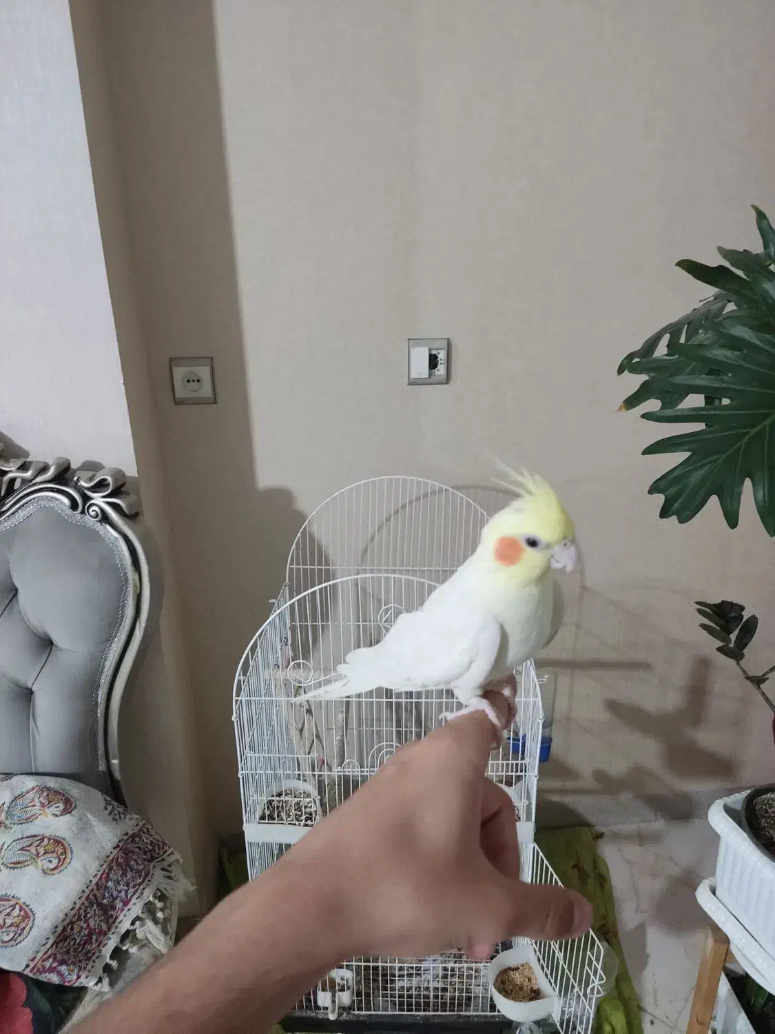 عروس هلندی|پرنده|قدس, شهر‌قدس|دیوار