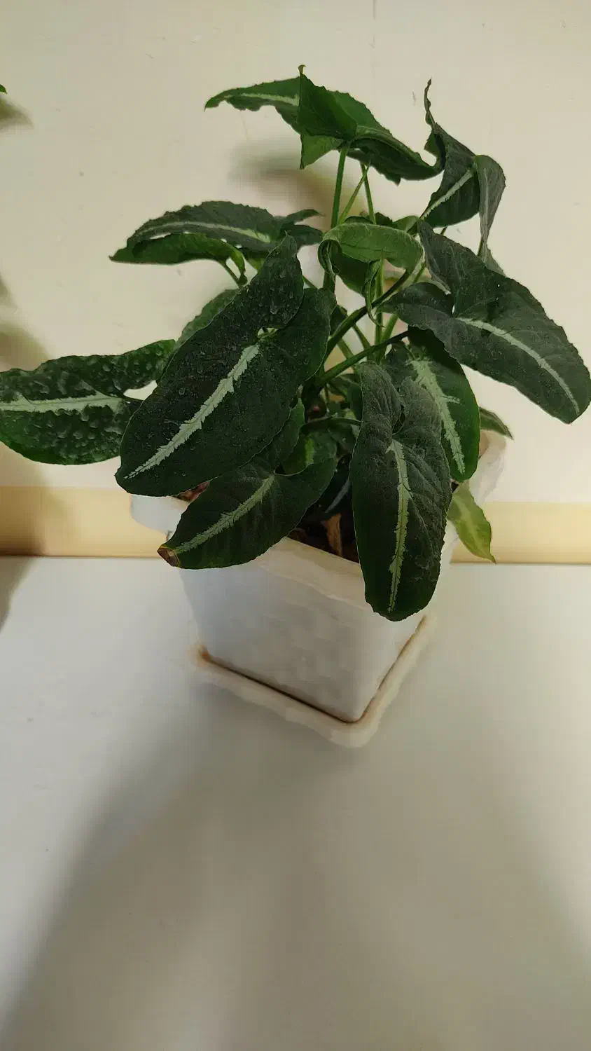 گل طبیعی وسرحال|گل و گیاه طبیعی|روانسر, |دیوار