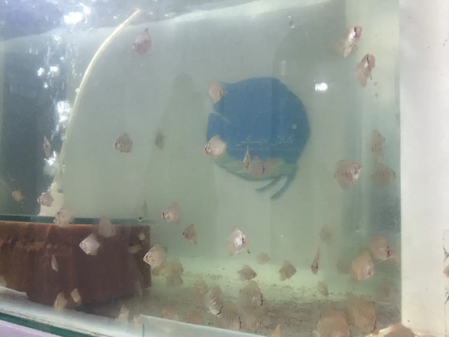 جوجه دیسکس|ماهی|رشت, حمیدیان|دیوار