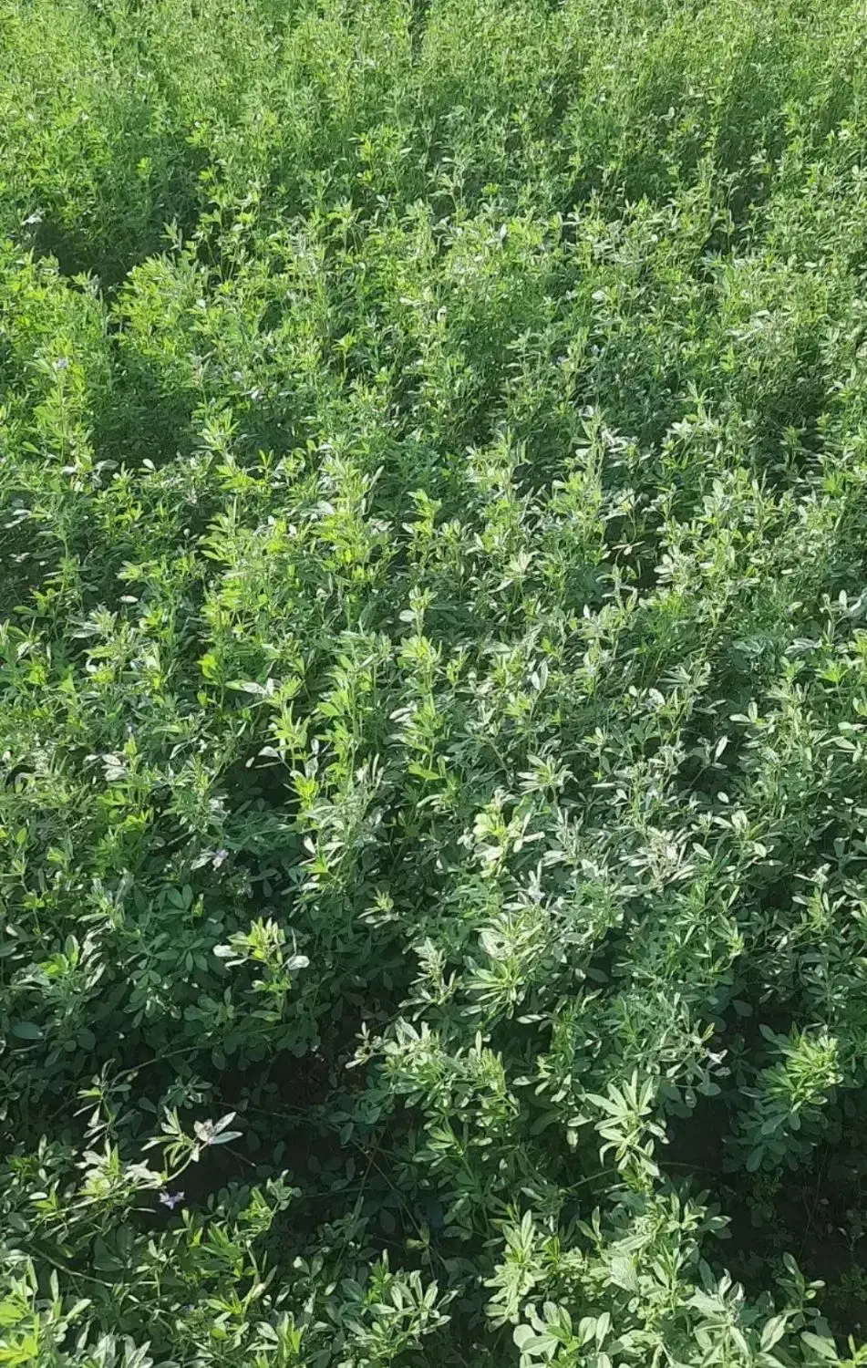 یونجه مخصوص خرگوش|لوازم جانبی حیوانات|اصفهان, دارک|دیوار