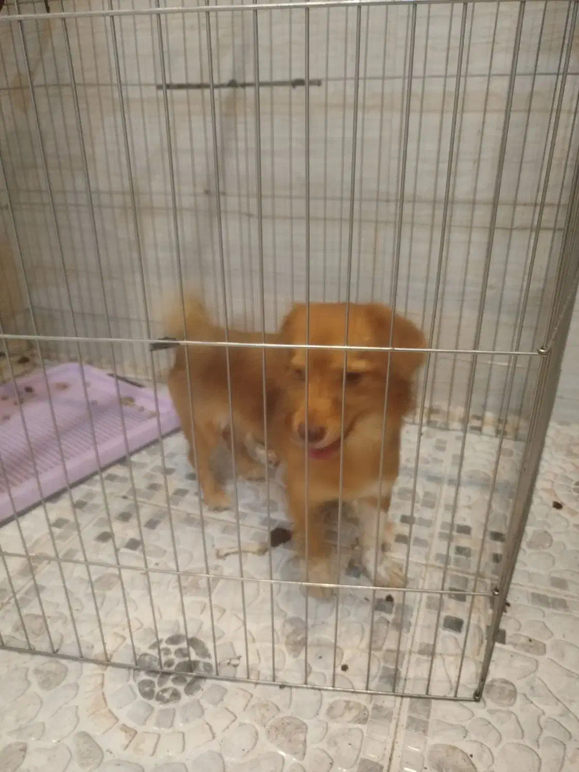 سگ اشپیترز تریر تربیت شده|سگ|خرمشهر, |دیوار