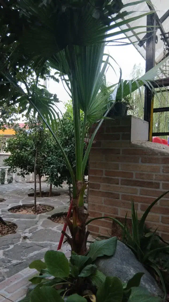 کاج لاوسون و درختچه پالم|گل و گیاه طبیعی|رحیمآباد, |دیوار