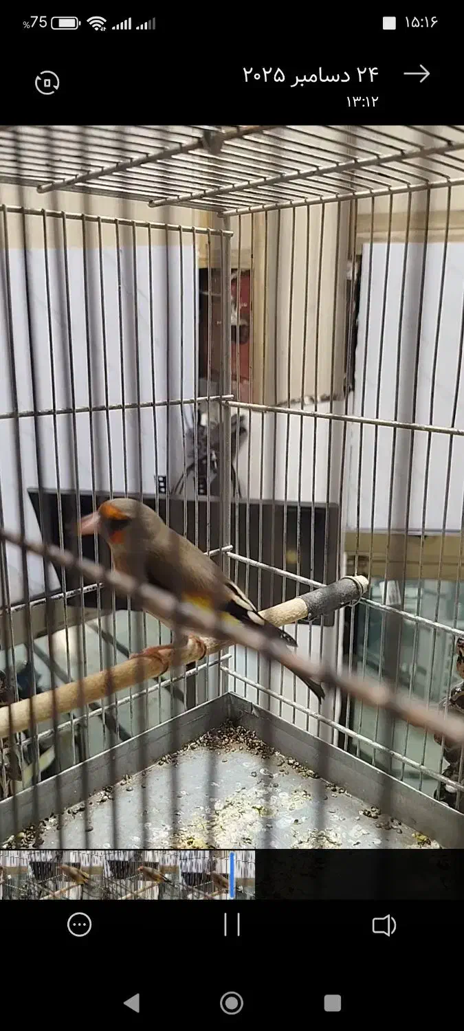 سهره نر|پرنده|قرچک, شهرک گلها|دیوار