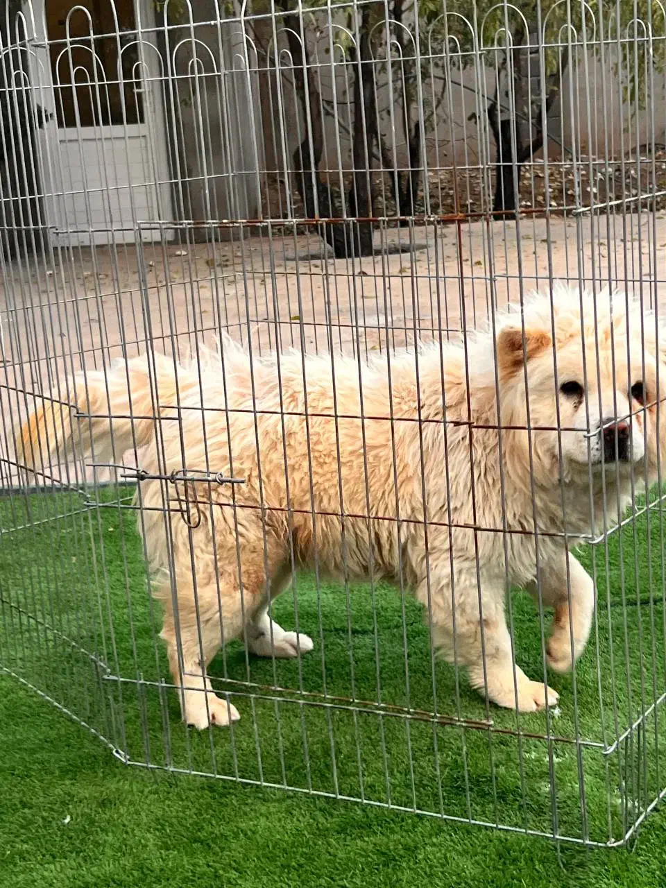 سگ چاوچاو|سگ|زرندیه, |دیوار