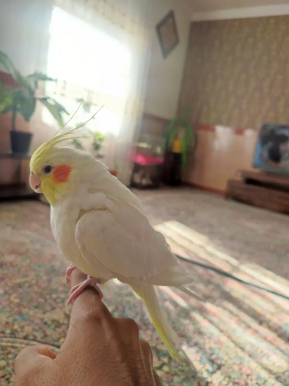 عروس هلندی|پرنده|زرند, |دیوار