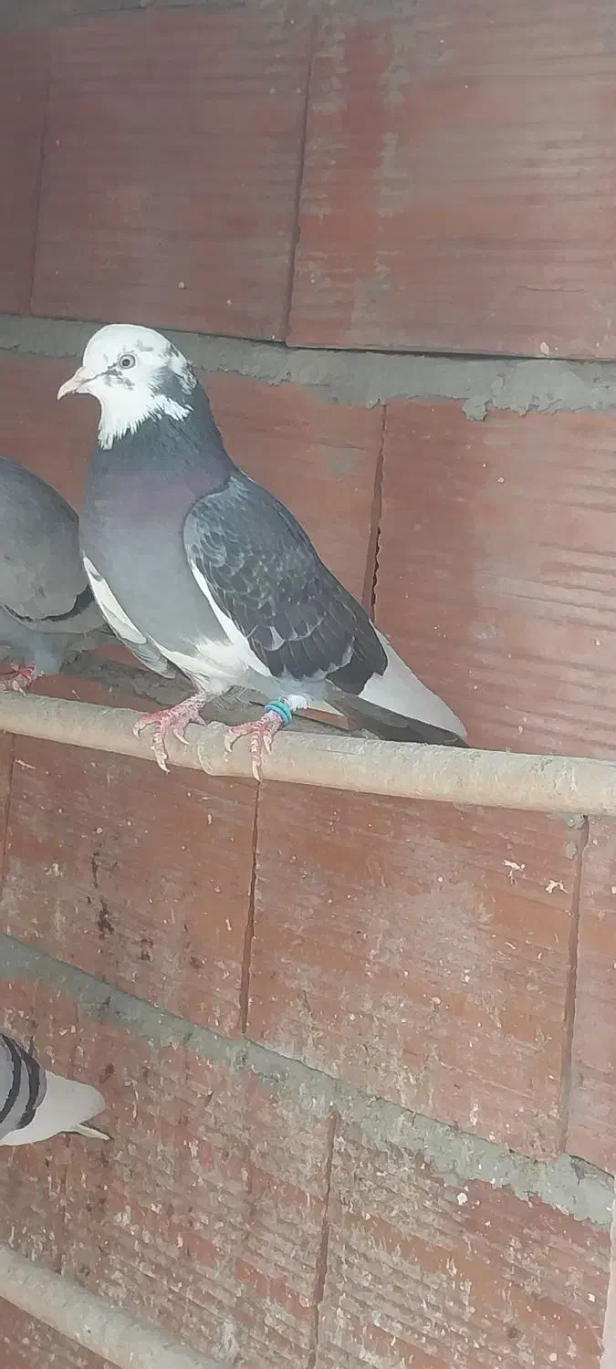 کبوتر فروشی|پرنده|ساری, |دیوار