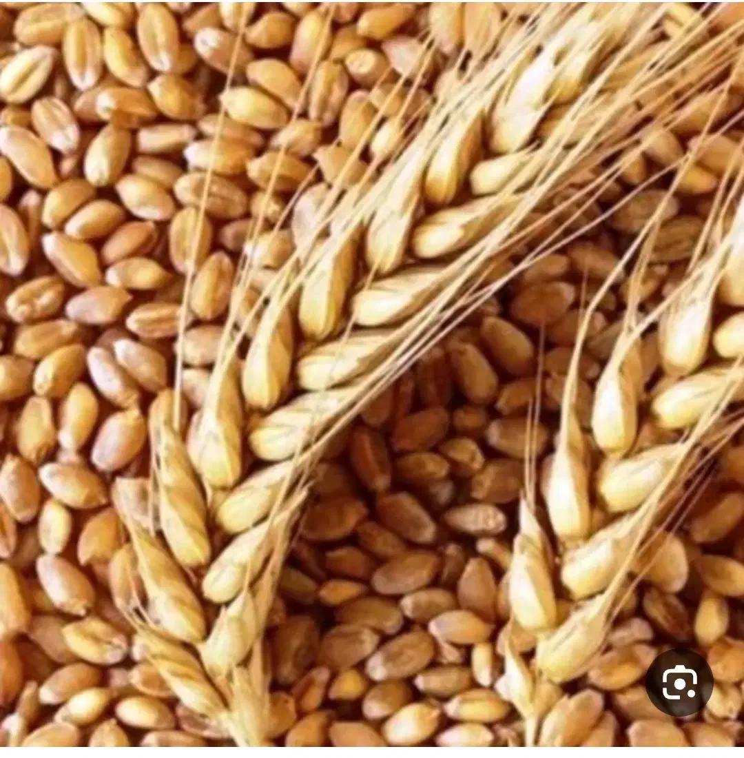 گندم آبی|عمدهفروشی|شیراز, قلات|دیوار