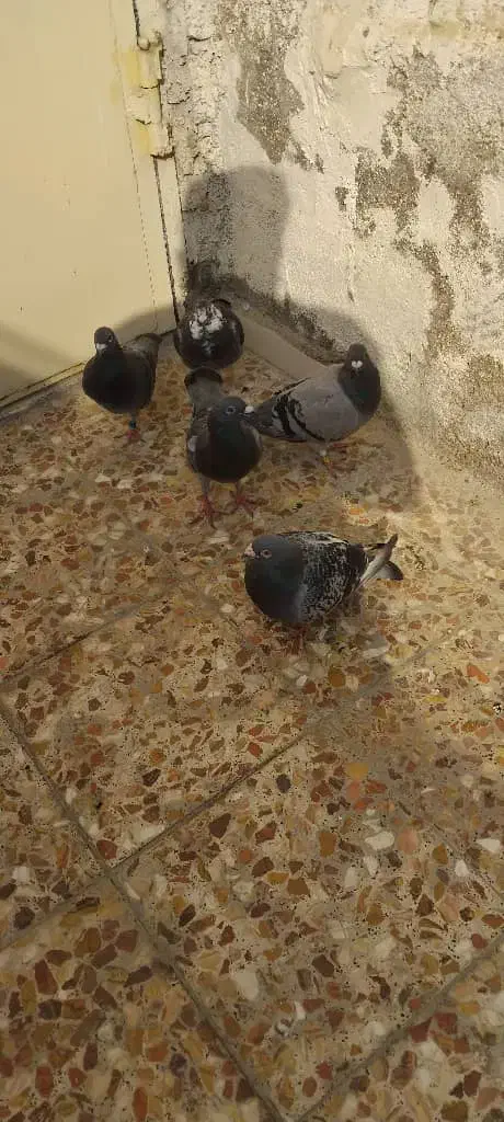 کبوتر پلاکی.سری۳۰۰|پرنده|کرخه, |دیوار