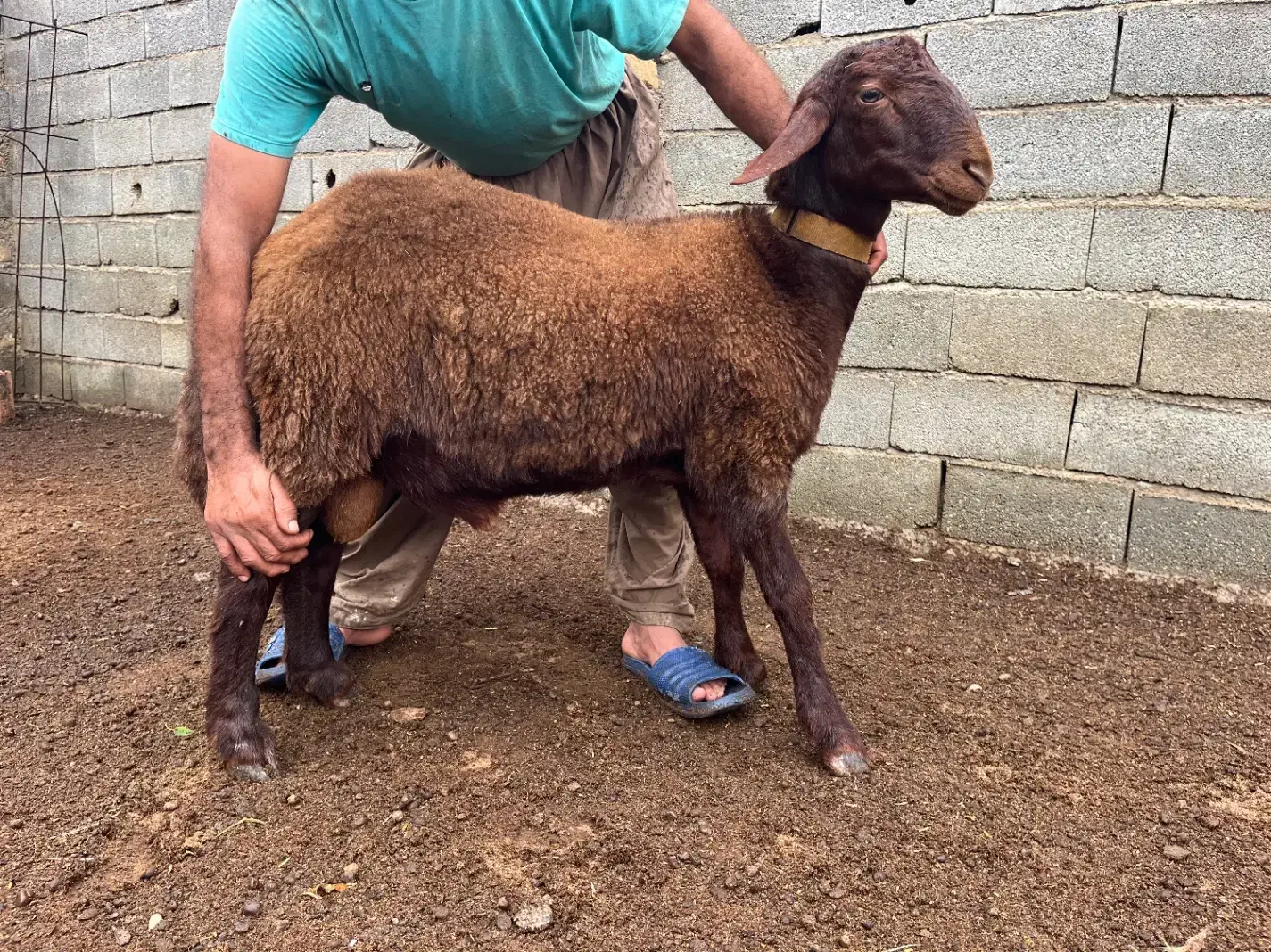 بره قوچ های ژندار افشار همو و هترو|حیوانات مزرعه|گرگان, |دیوار