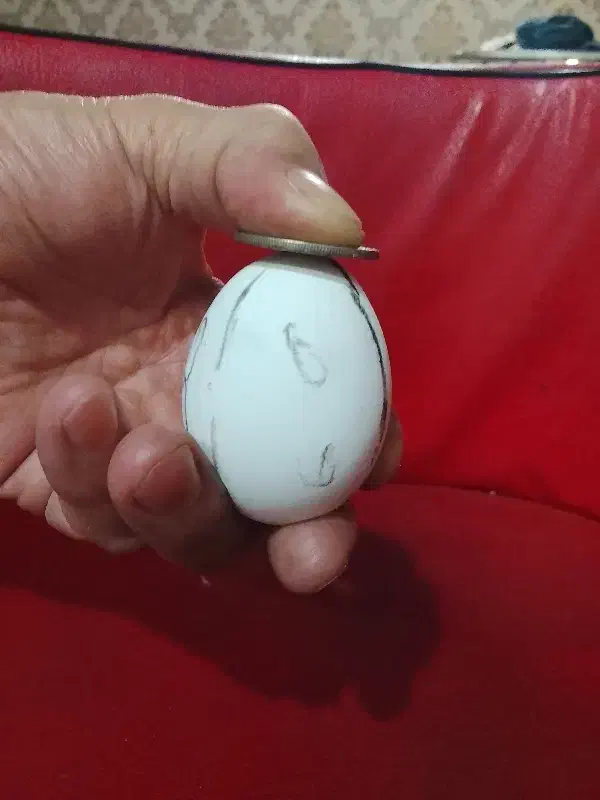 دفع چشم زخم و نظر|فعالیت داوطلبانه|گلبهار, شهر جدید گلبهار|دیوار