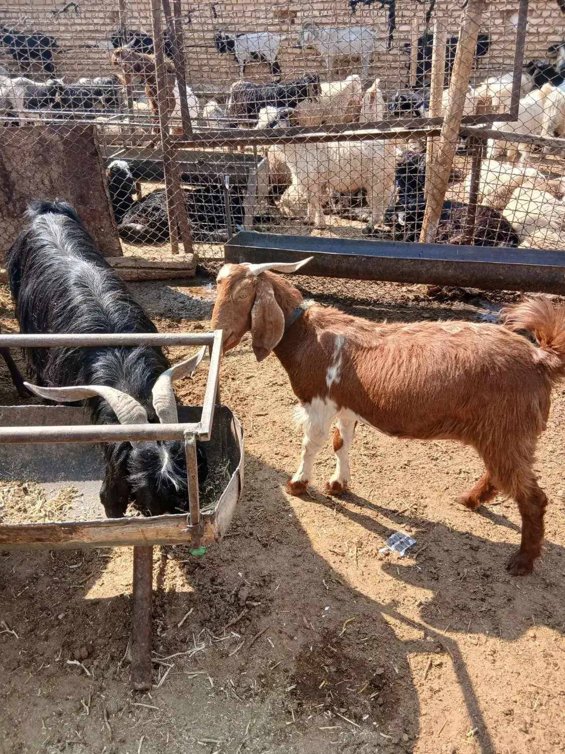 فروش بز آبستن سنگین چنتا ش تا هفت روزیکه میزایند|حیوانات مزرعه|مرودشت, نقش رستم|دیوار