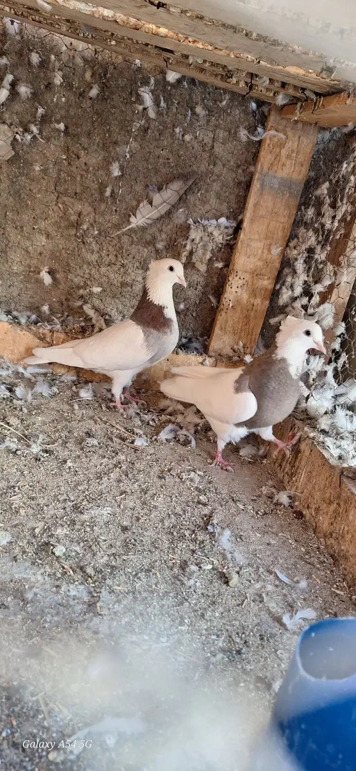 طوقی|پرنده|حمیدیا, |دیوار