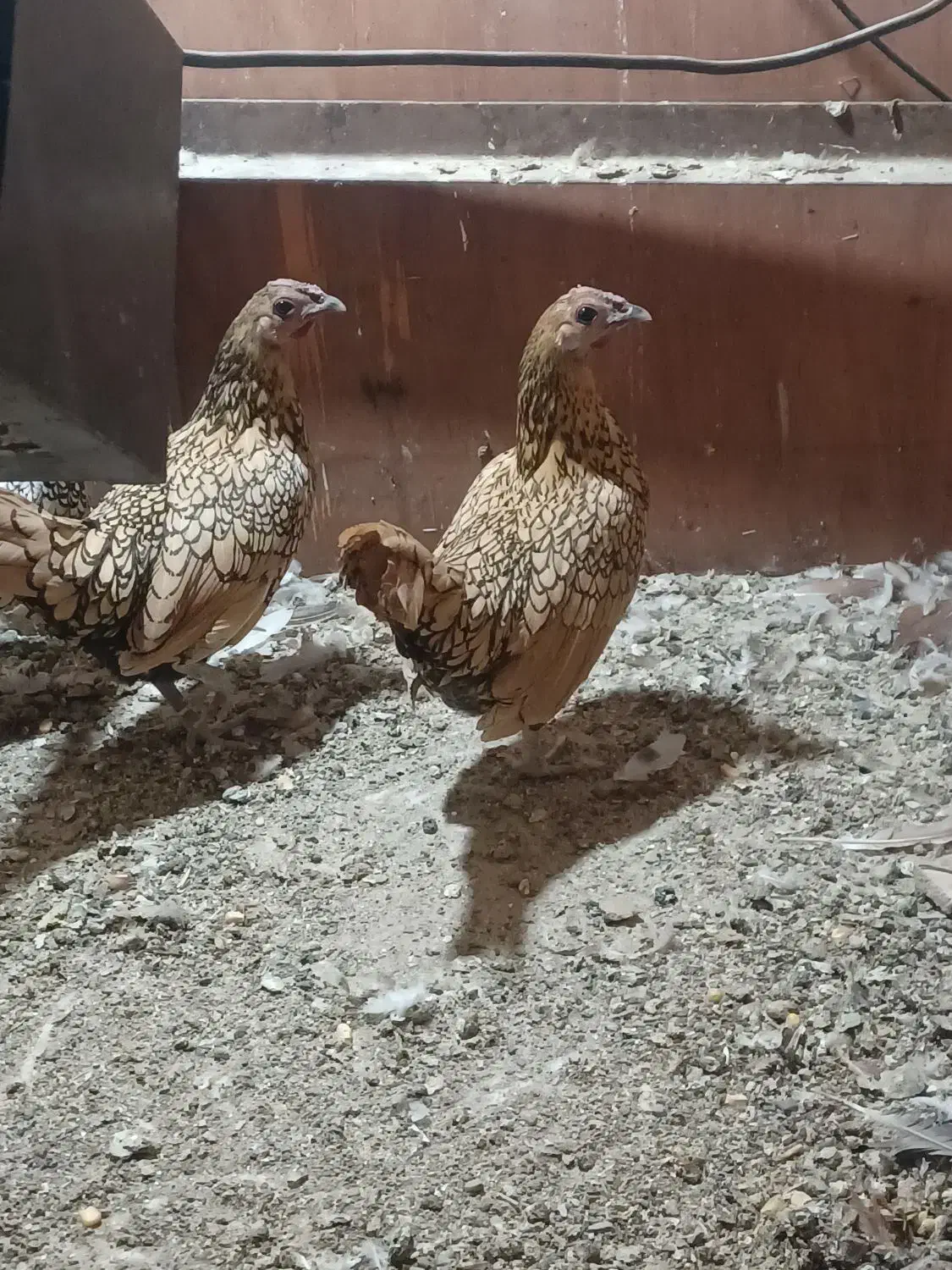 تخم مرغ سبرایت|حیوانات مزرعه|قم, خداکرم|دیوار