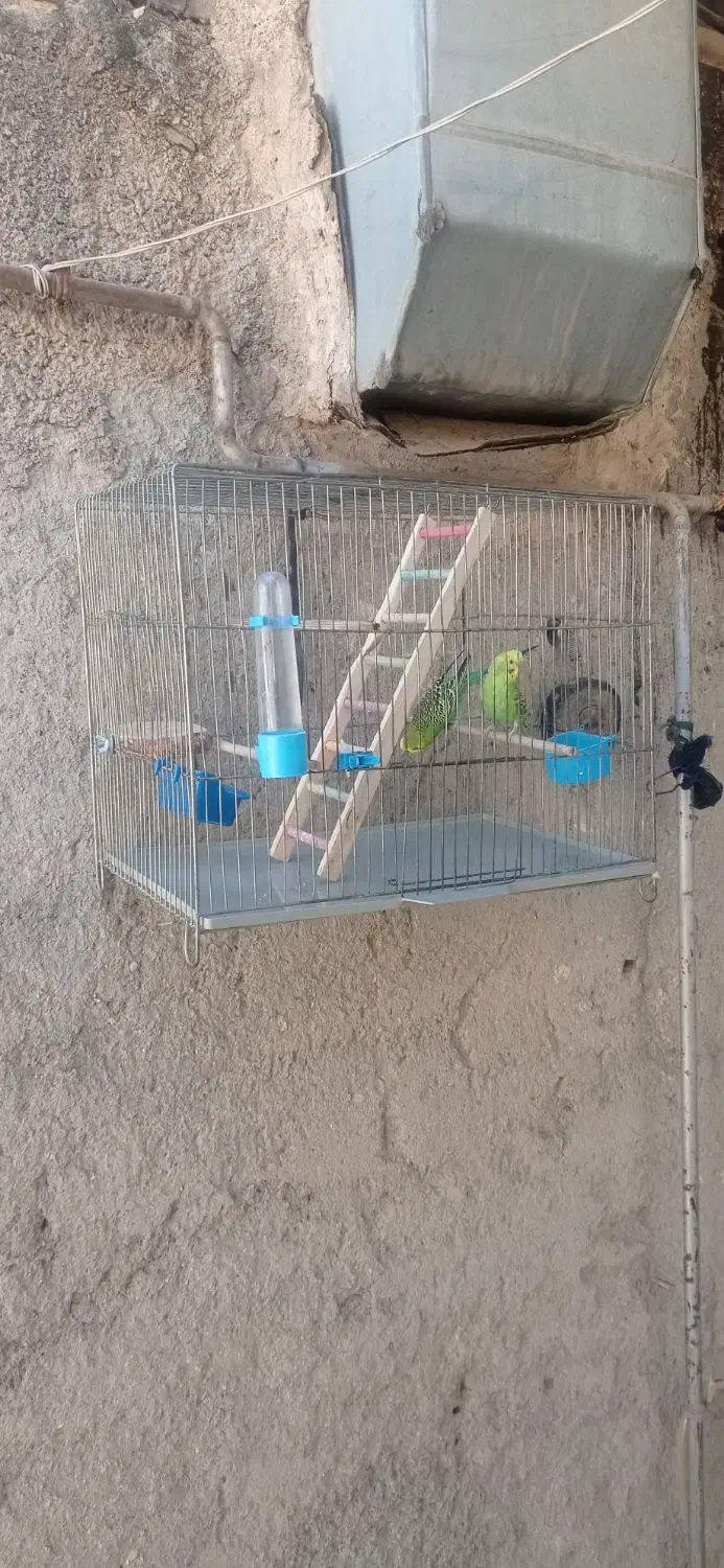 دوتا مرغ عشق سرحال|پرنده|جوانرود, |دیوار