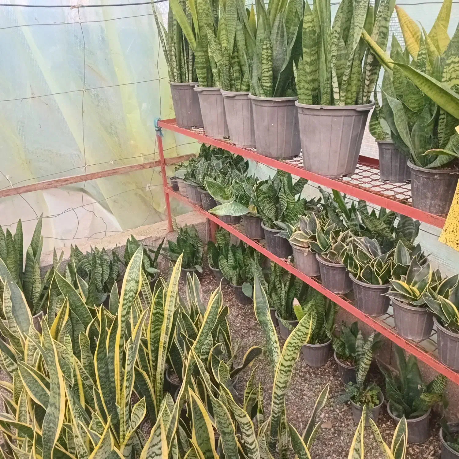 فروش انواع گل و گیاه|گل و گیاه طبیعی|رودسر, |دیوار