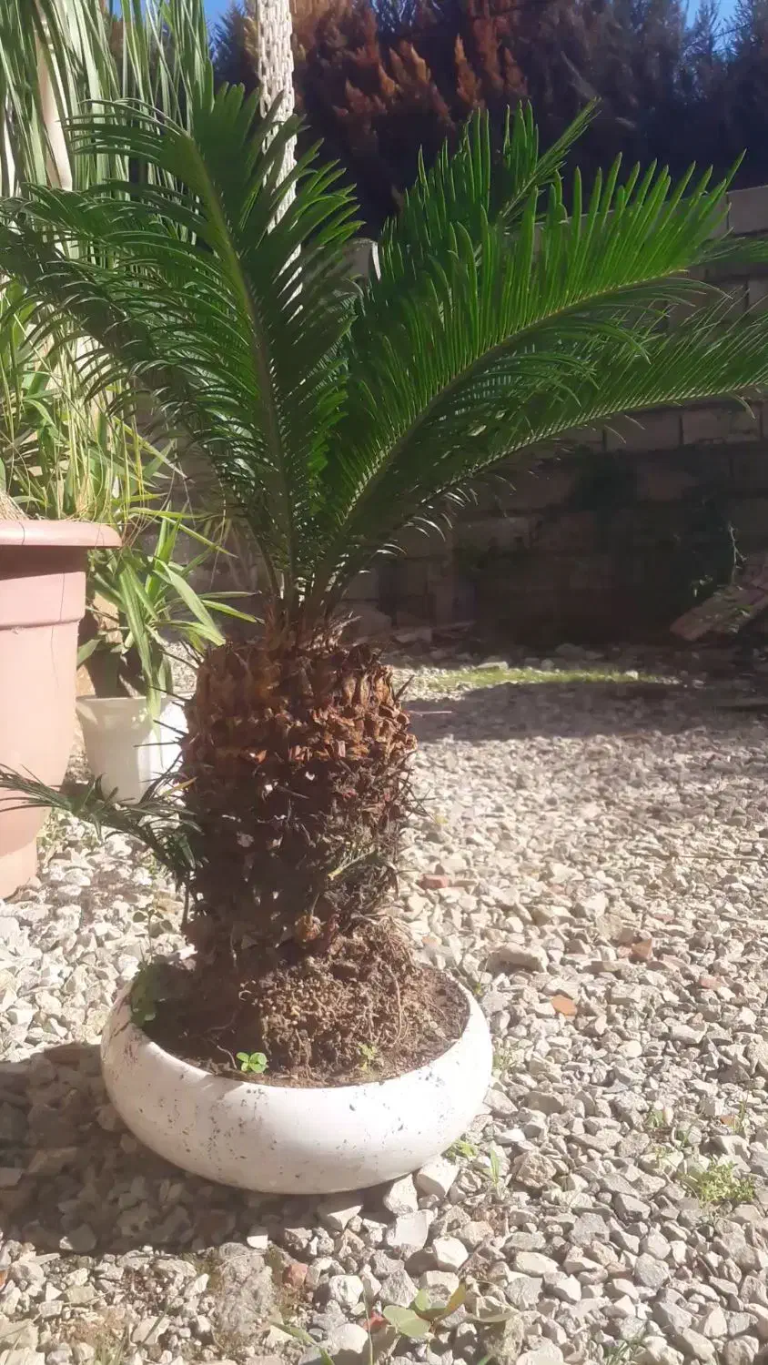 فروش سیکاس یک میلیون تومان|گل و گیاه طبیعی|چالوس, |دیوار