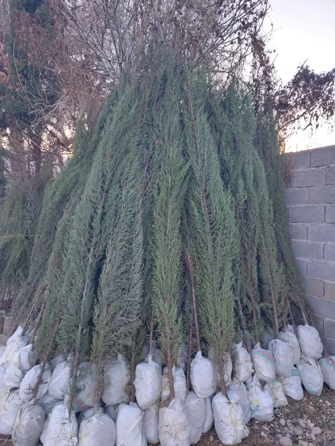 نهال|خدمات باغبانی و درختکاری|سده (خراسان جنوبی), |دیوار