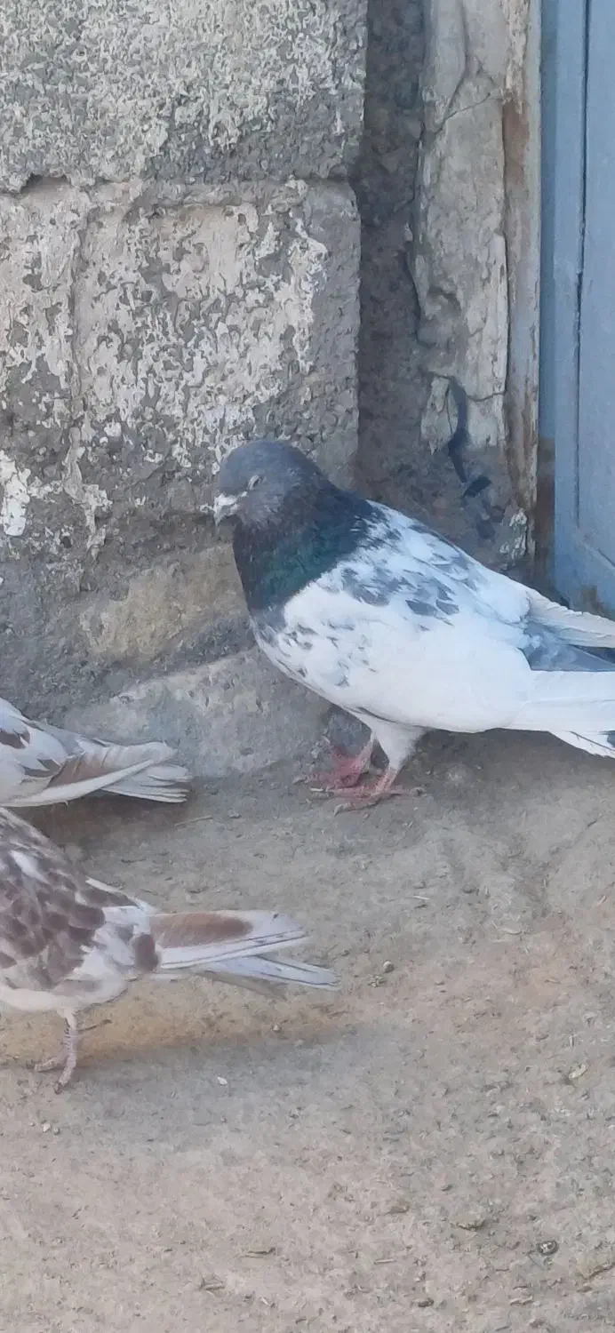 کفتر پرشی|پرنده|سیرجان, |دیوار