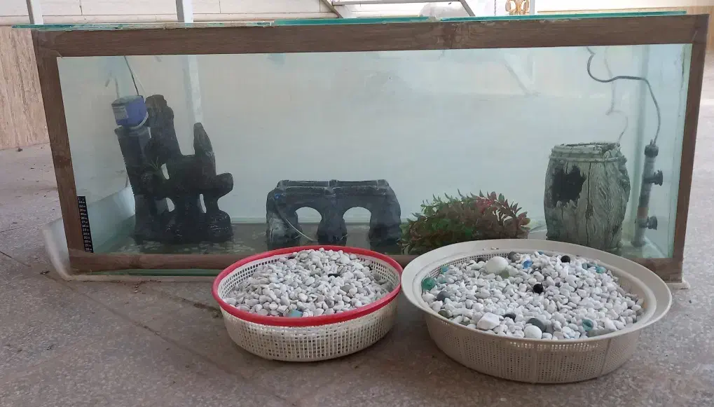 آکواریوم|ماهی|زارچ, |دیوار