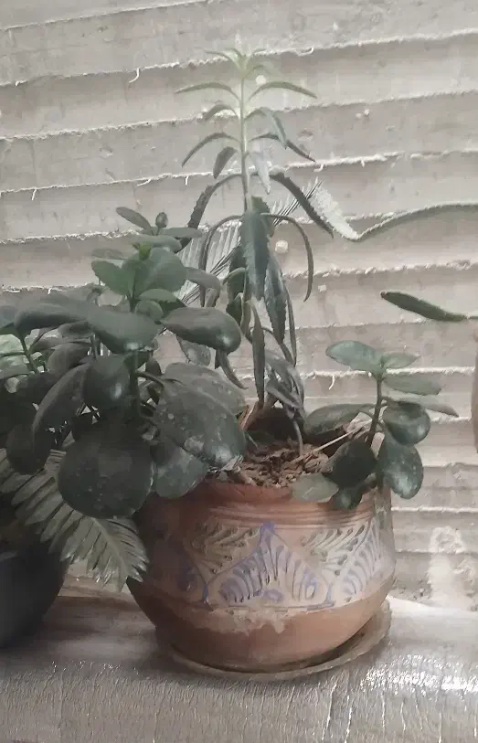 گلهای آپارتمانی زیبا بزرگ با گلدان|گل و گیاه طبیعی|گلبهار, شهر جدید گلبهار|دیوار