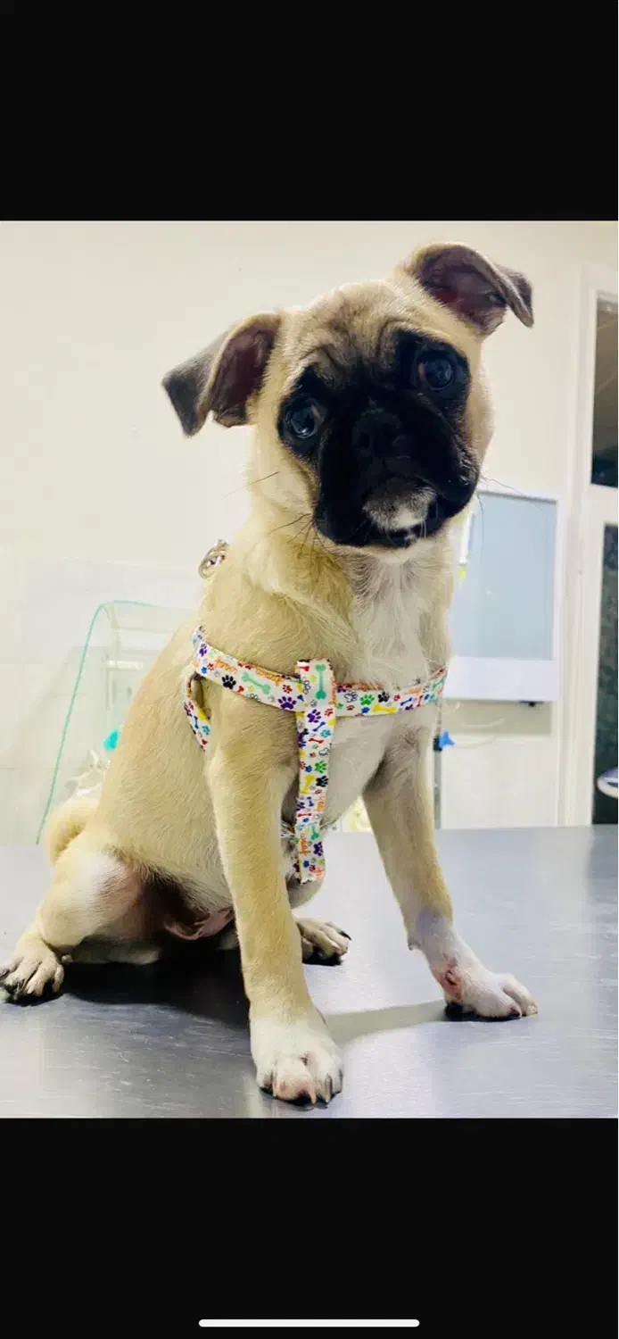 واگذاری سگ پاگ ماده|سگ|تبریز, |دیوار