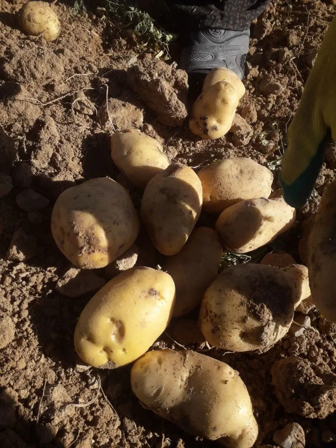 سیب زمینی|عمدهفروشی|سجاس رود, |دیوار