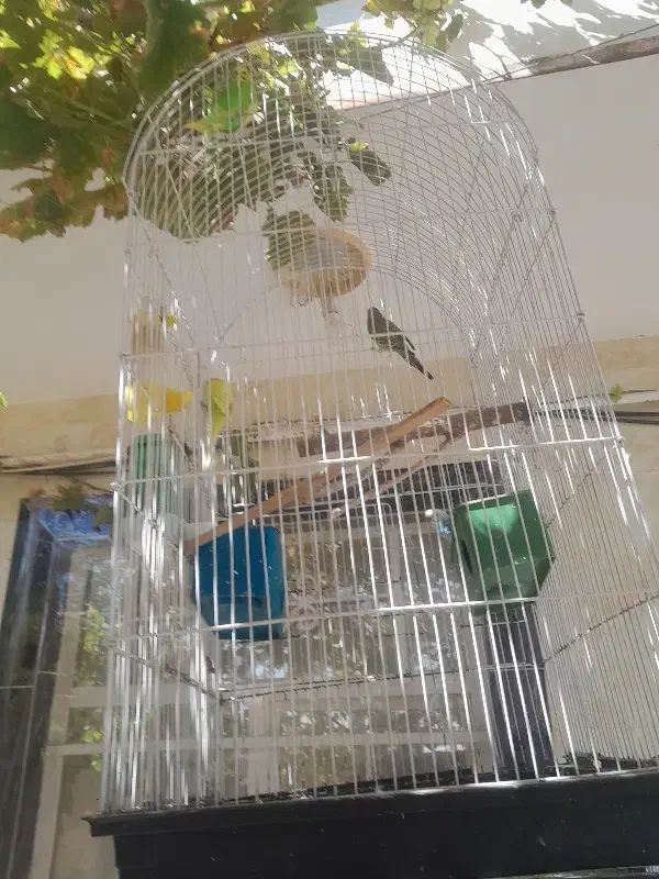 مرغ عشق|پرنده|قزوین, |دیوار