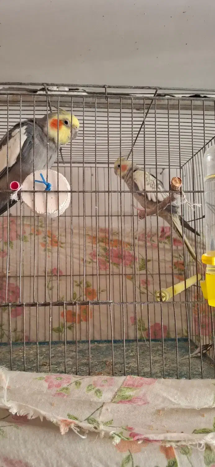 عروس مولد و دستی|پرنده|شاهرود, |دیوار