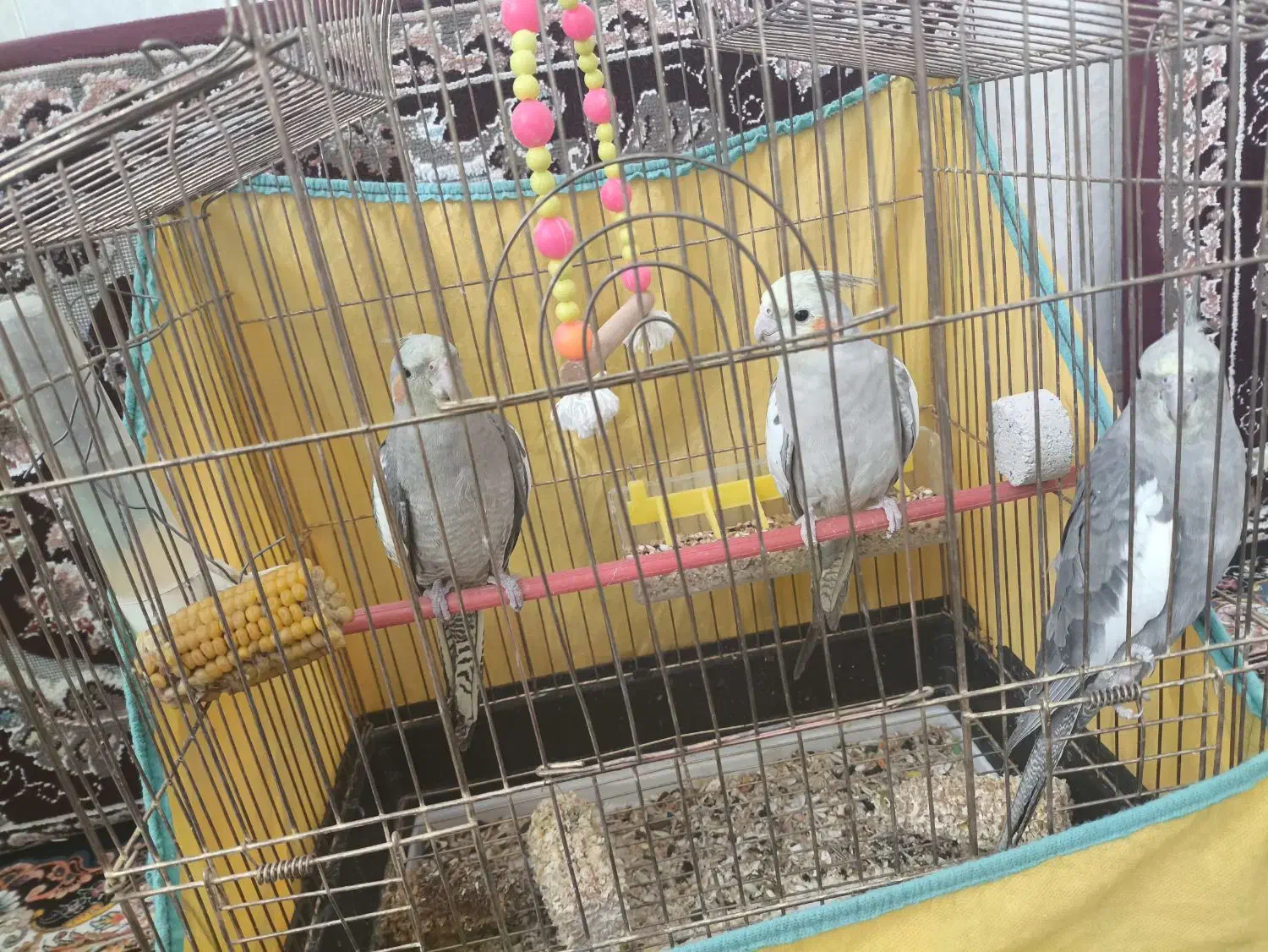 عروس هلندی|پرنده|صحنه, |دیوار