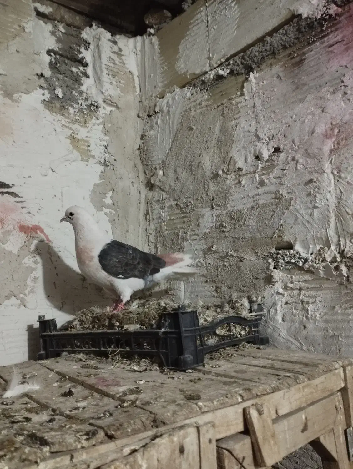 حیون شب گیری|حیوانات|شاهرود, |دیوار