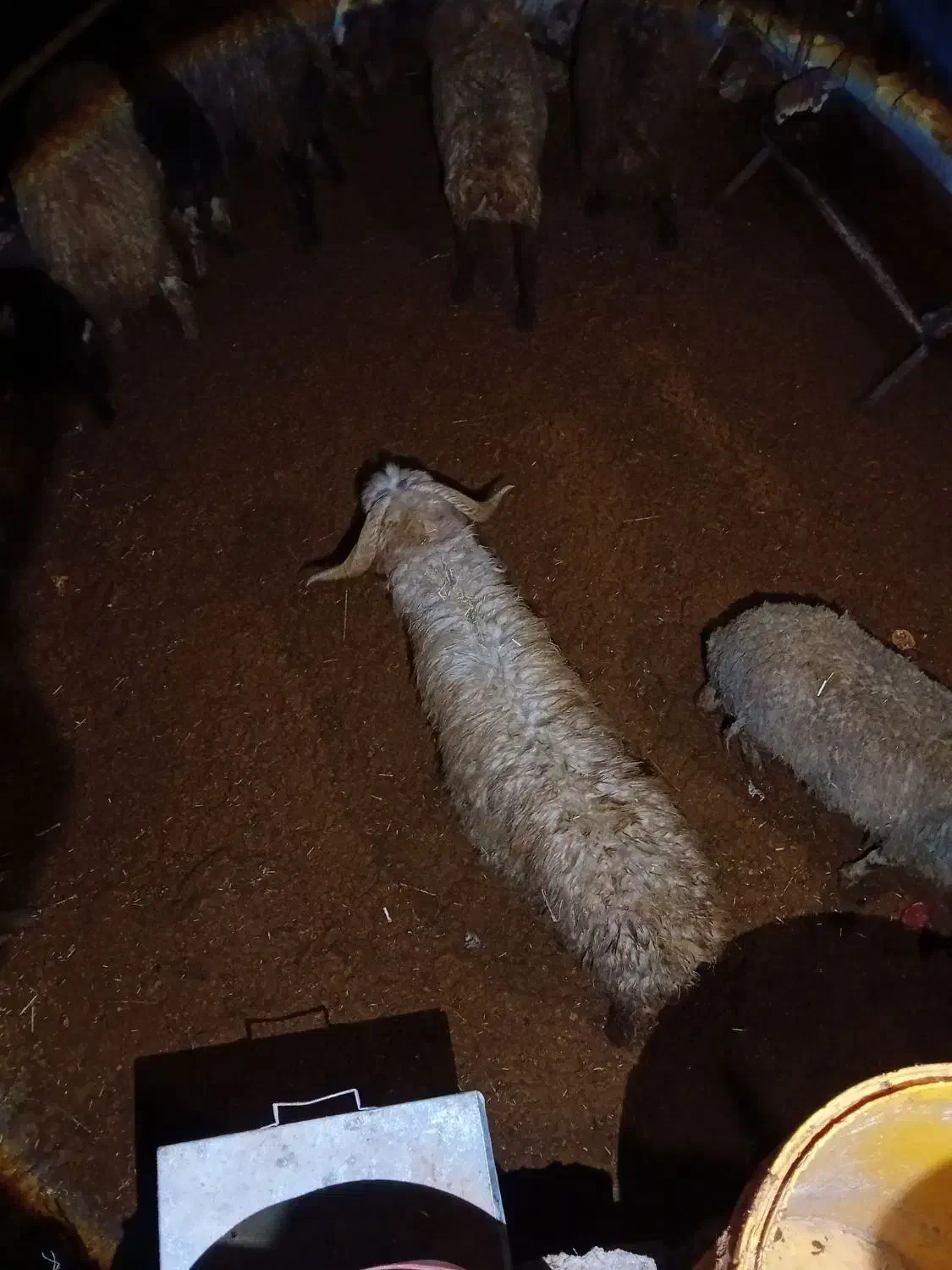 بره نر|حیوانات مزرعه|پاسارگاد, |دیوار