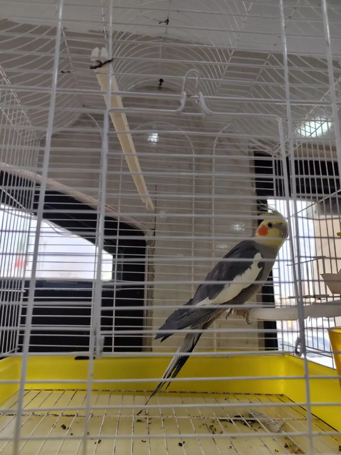 پرنده عروس|پرنده|درگزین, |دیوار