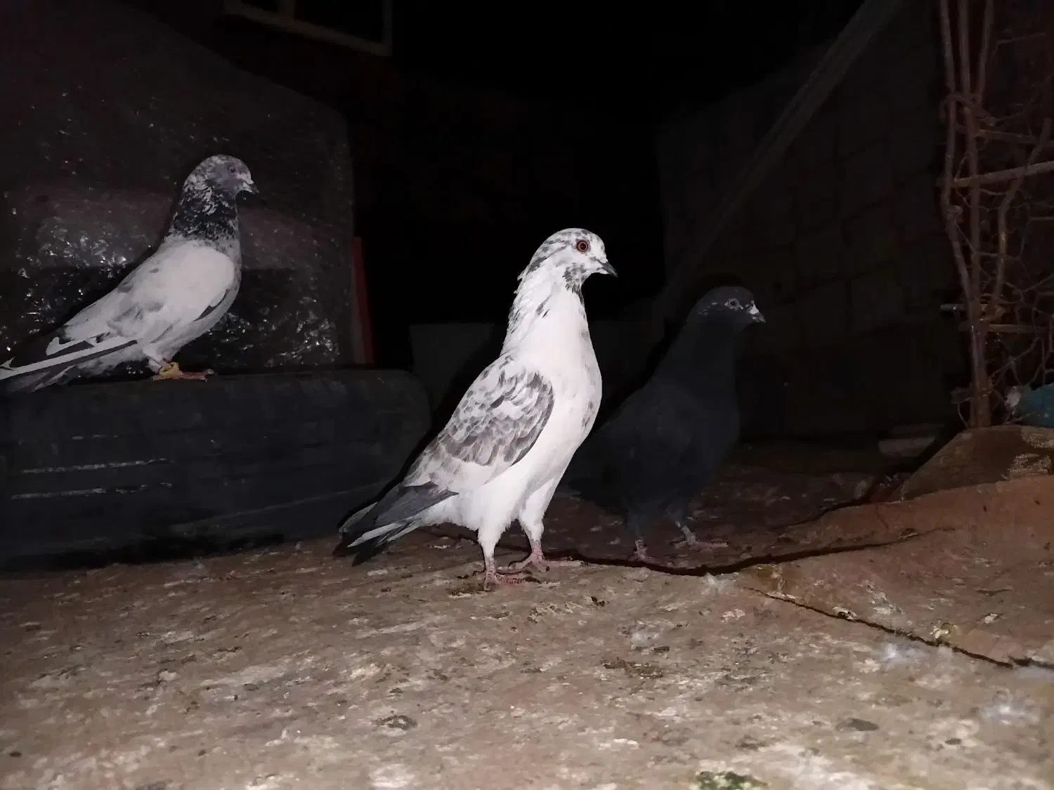 کفترپاکستانی پرشی|پرنده|ایرانشهر, |دیوار