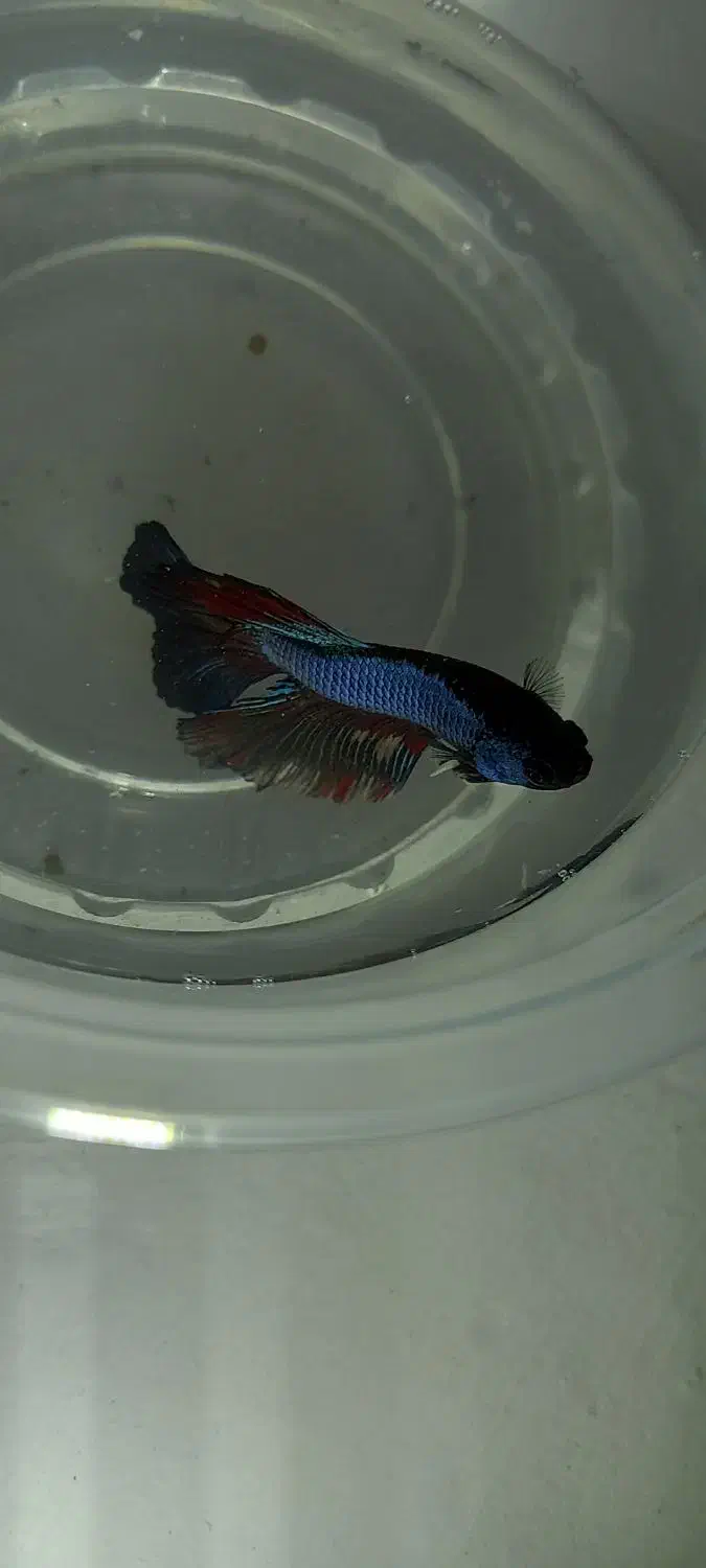 ماهی فایتر و گوپی|ماهی|بندرعباس, |دیوار