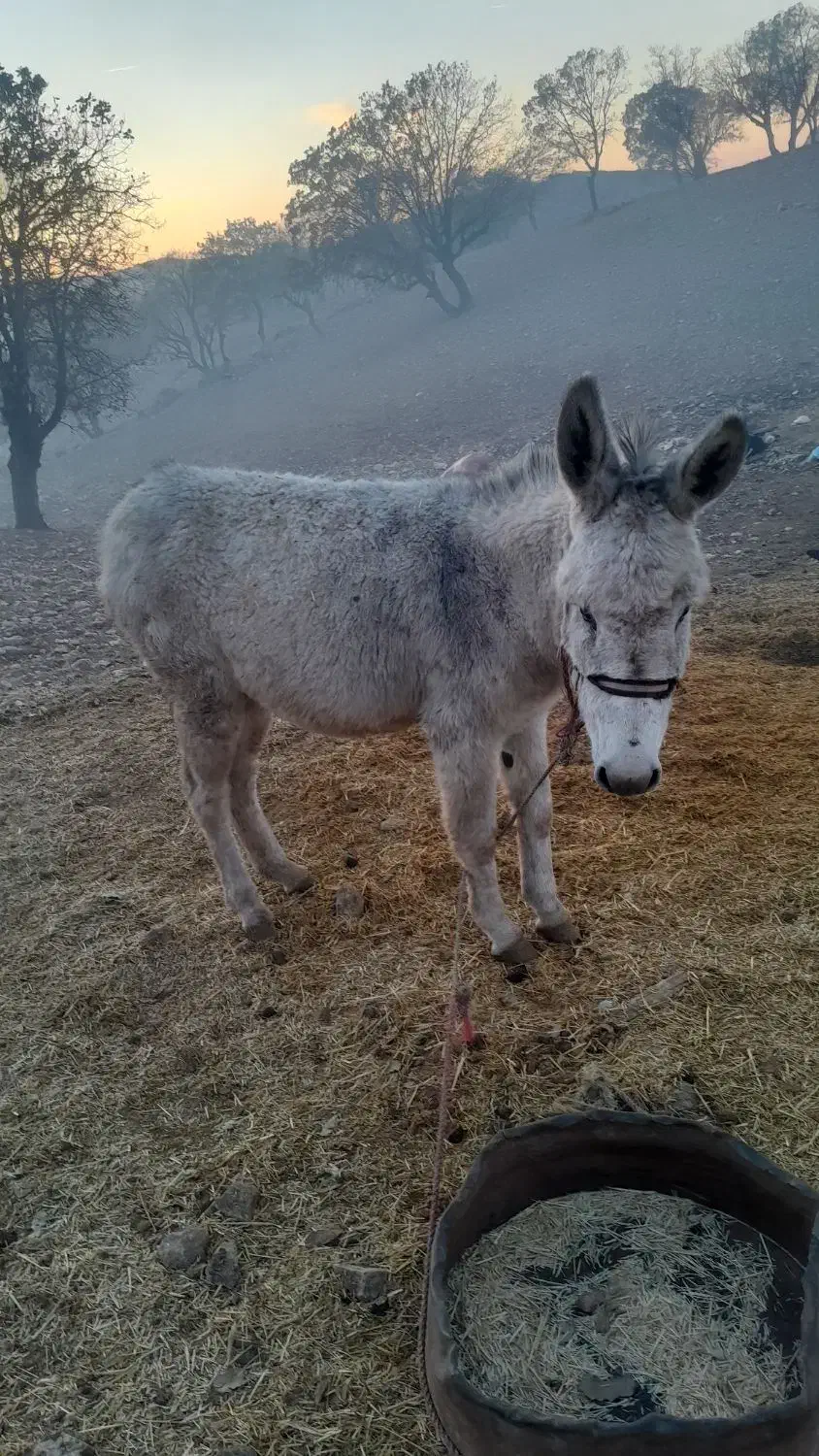 الاغ|حیوانات مزرعه|اسلام‌‌آباد غرب, |دیوار