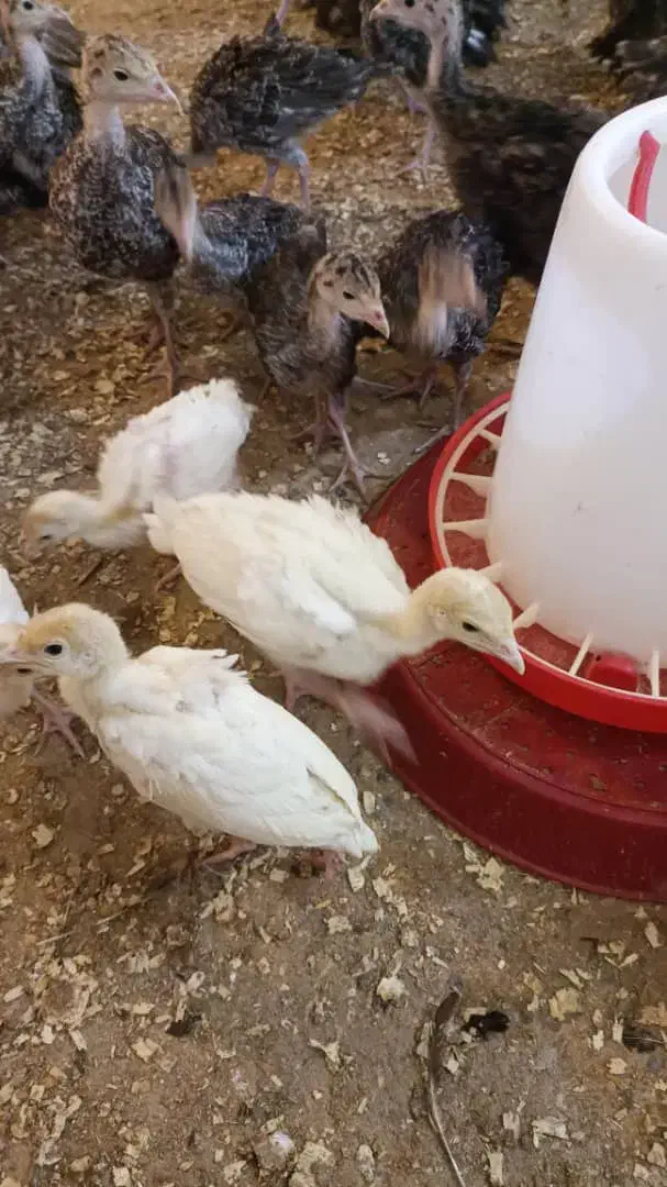 جوجه بوقلمون بیوتی و برنز|حیوانات مزرعه|بهبهان, |دیوار