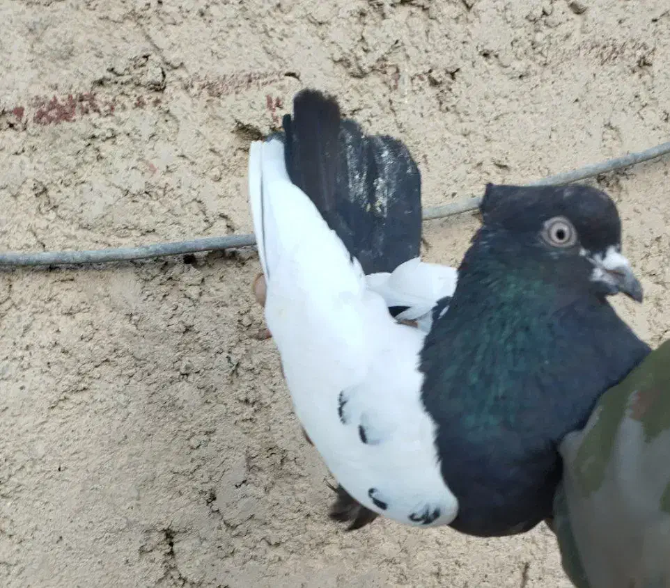 کبوتر فروشی|پرنده|نیمروز, |دیوار