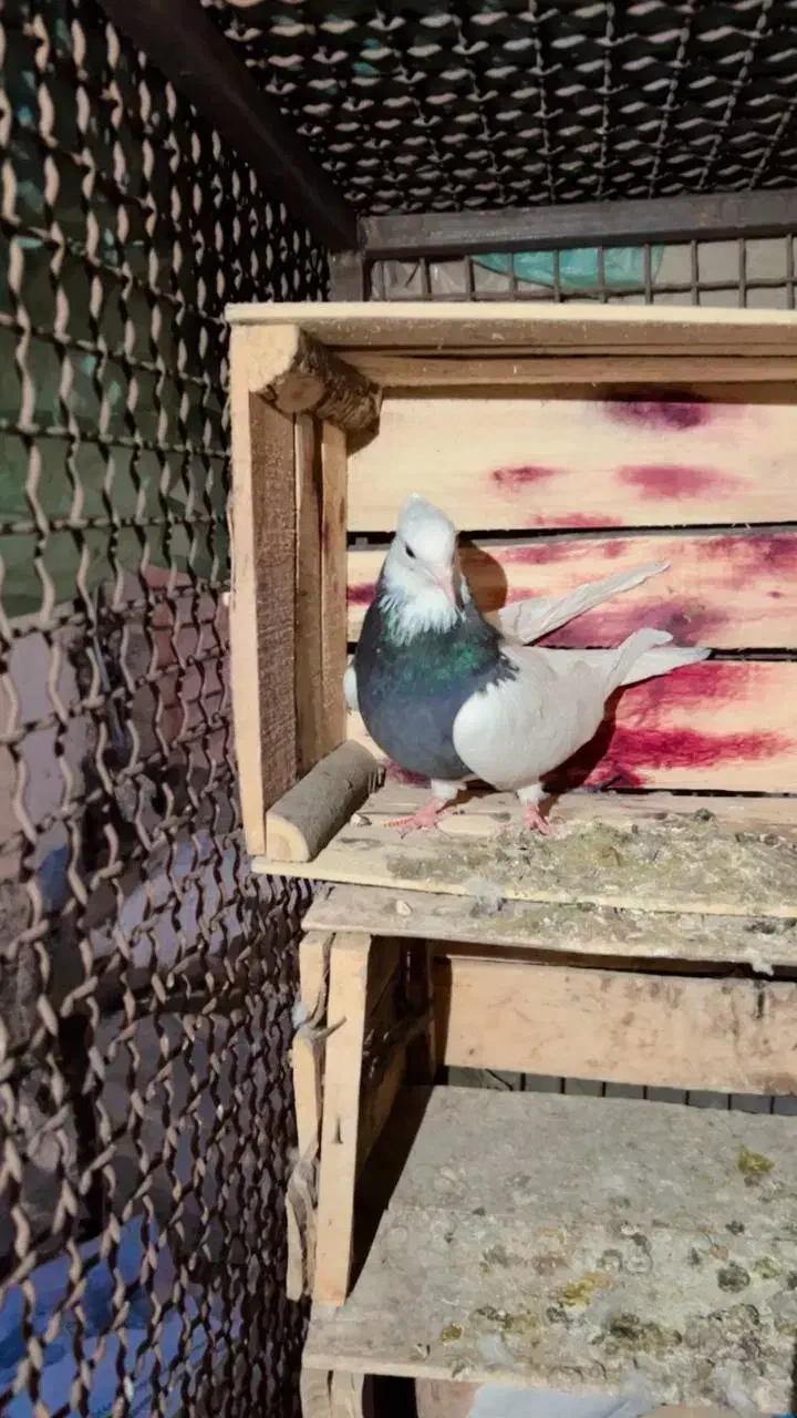 طوق سبز|پرنده|جیرفت, |دیوار