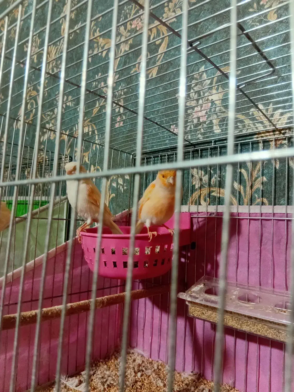 ۴جفت قناری|پرنده|باسمنج, |دیوار