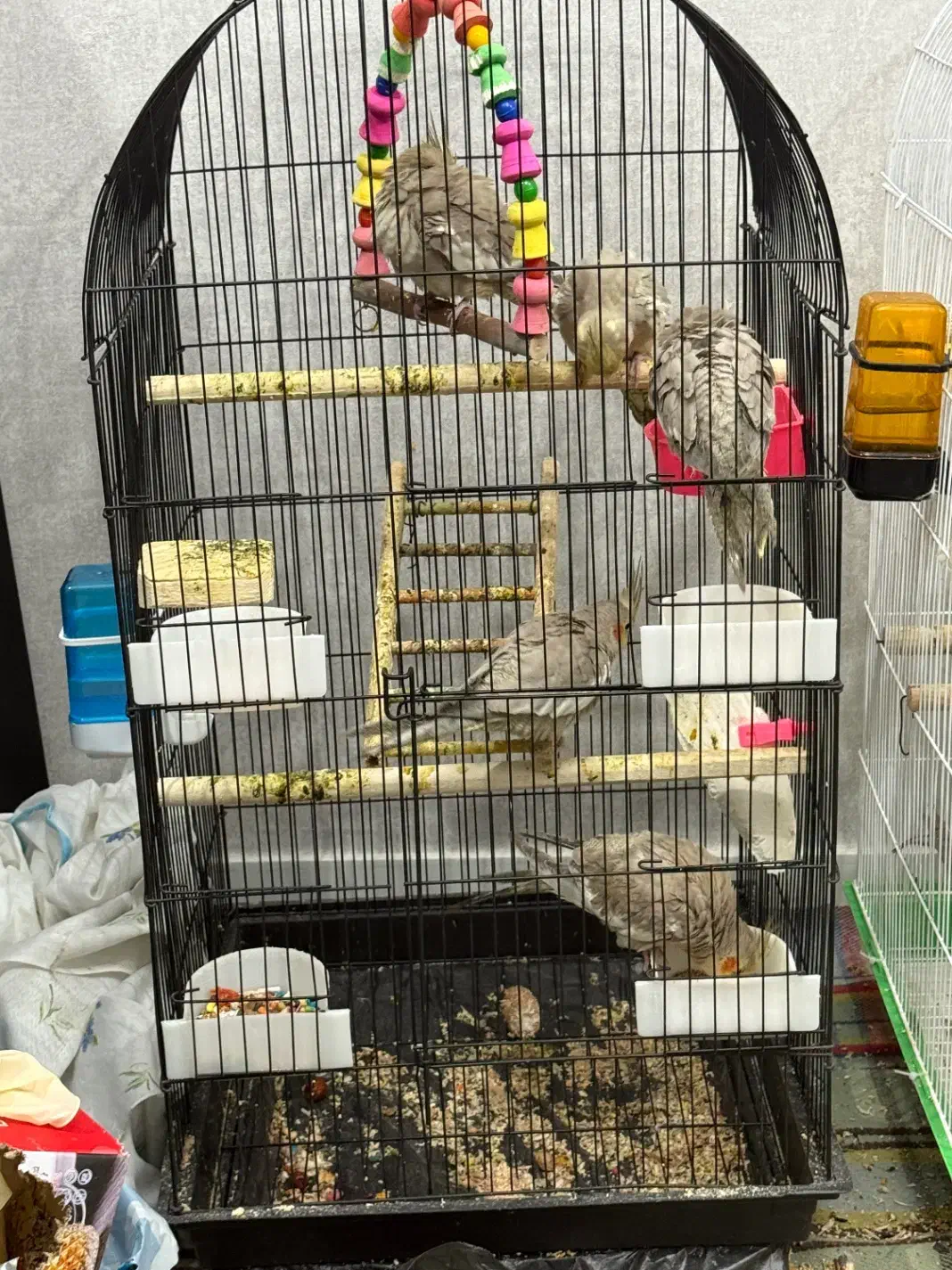 عروس هلندی|پرنده|اهواز, کوی سعدی|دیوار