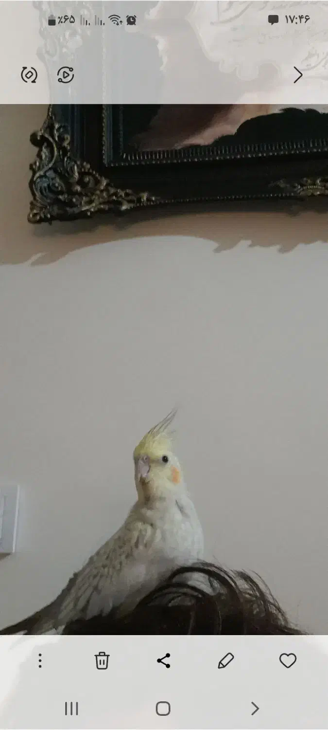 عروس هلندی مولد دستی|پرنده|محلات, |دیوار