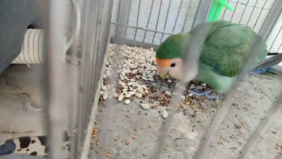 طوطی برزیلی|پرنده|ایلام, |دیوار