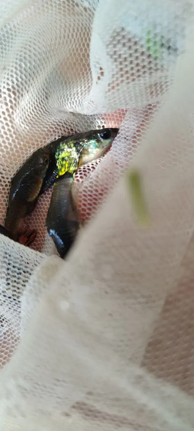 ماهی گوپی مولد|ماهی|جیرفت, |دیوار