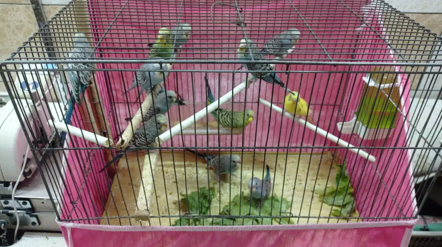 حراج مرغ عشق|پرنده|اصفهان, فجر|دیوار